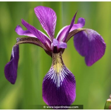 IRIS versicolor - Iris d\'Amérique