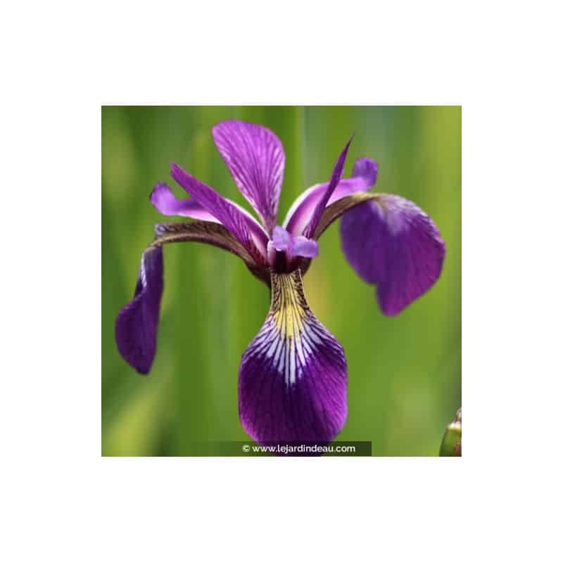 IRIS versicolor IRIS versicolor