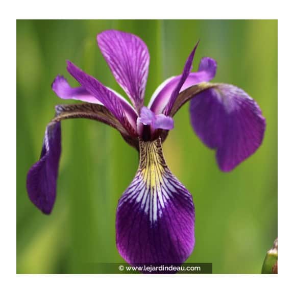 IRIS versicolor