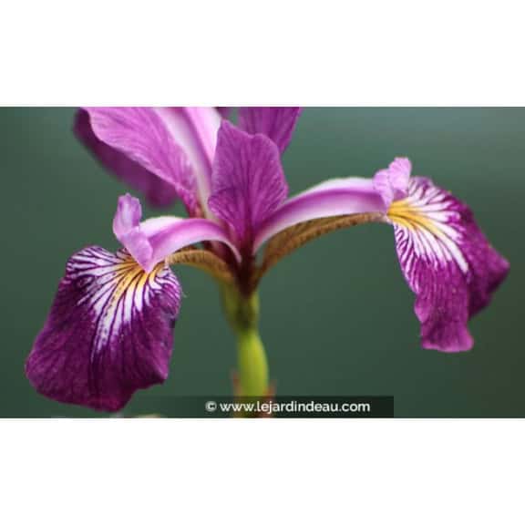 IRIS versicolor