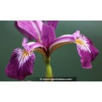 IRIS versicolor IRIS versicolor