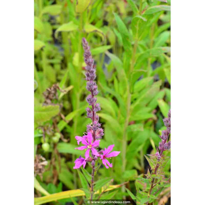 LYTHRUM salicaria 'Lady Sackville' LYTHRUM salicaria 'Lady Sackville'