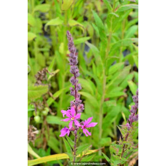 LYTHRUM salicaria 'Lady Sackville'