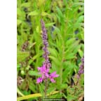 LYTHRUM salicaria 'Lady Sackville' LYTHRUM salicaria 'Lady Sackville'