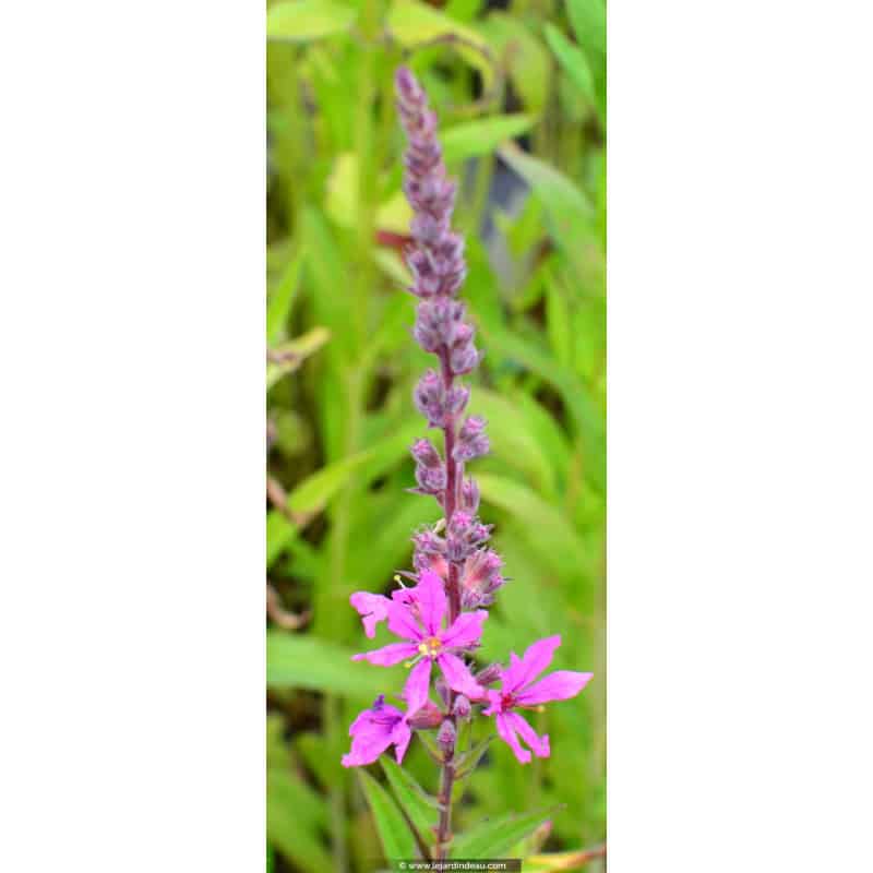 LYTHRUM salicaria 'Lady Sackville' LYTHRUM salicaria 'Lady Sackville'