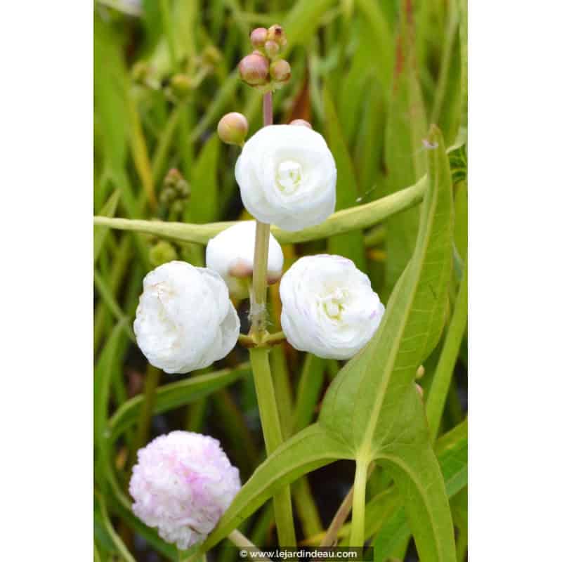 SAGITTARIA sagittifolia 'Flore Pleno' SAGITTARIA sagittifolia 'Flore Pleno'