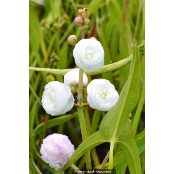 SAGITTARIA sagittifolia 'Flore Pleno'