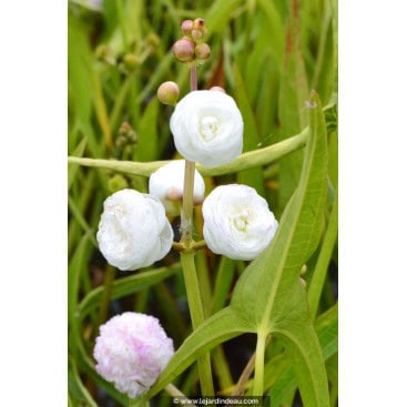 SAGITTARIA sagittifolia \'Flore Pleno\' - Fl&egrave;che d\'eau /  Arrowhead