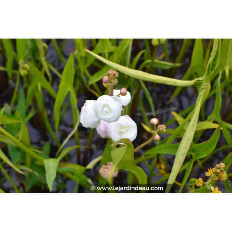SAGITTARIA sagittifolia 'Flore Pleno' SAGITTARIA sagittifolia 'Flore Pleno'
