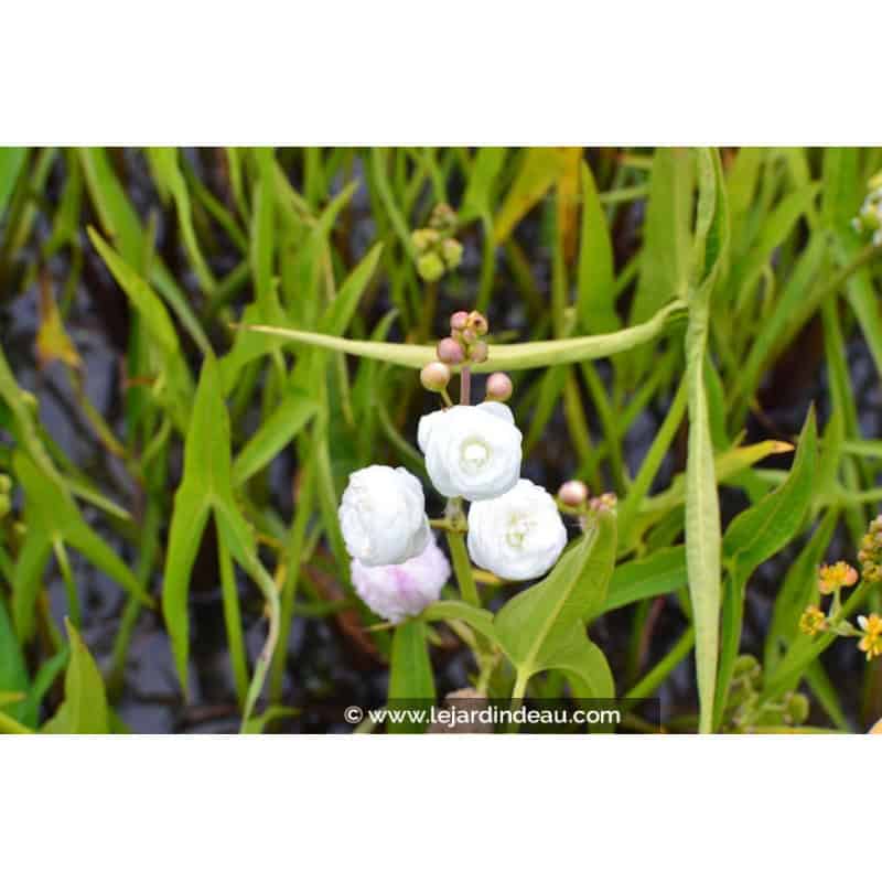SAGITTARIA sagittifolia 'Flore Pleno' SAGITTARIA sagittifolia 'Flore Pleno'