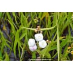SAGITTARIA sagittifolia 'Flore Pleno' SAGITTARIA sagittifolia 'Flore Pleno'