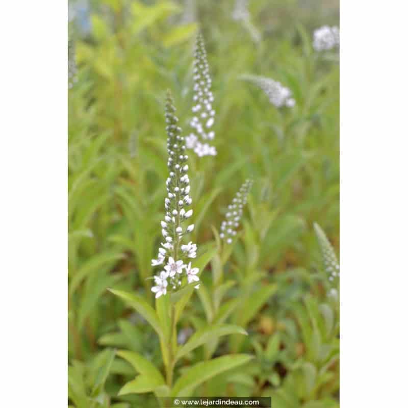 LYSIMACHIA barystachys LYSIMACHIA barystachys