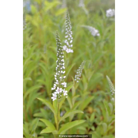 LYSIMACHIA barystachys