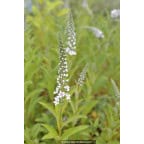 LYSIMACHIA barystachys LYSIMACHIA barystachys