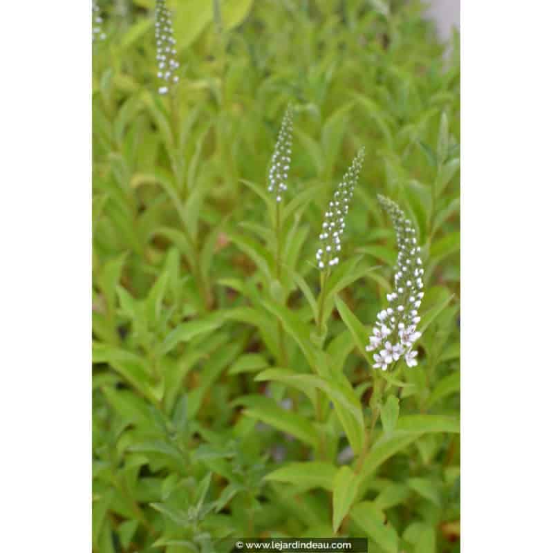 LYSIMACHIA barystachys LYSIMACHIA barystachys