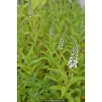 LYSIMACHIA barystachys LYSIMACHIA barystachys