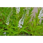 LYSIMACHIA barystachys LYSIMACHIA barystachys