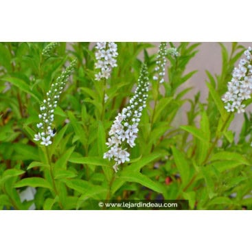 LYSIMACHIA barystachys - Lysimaque