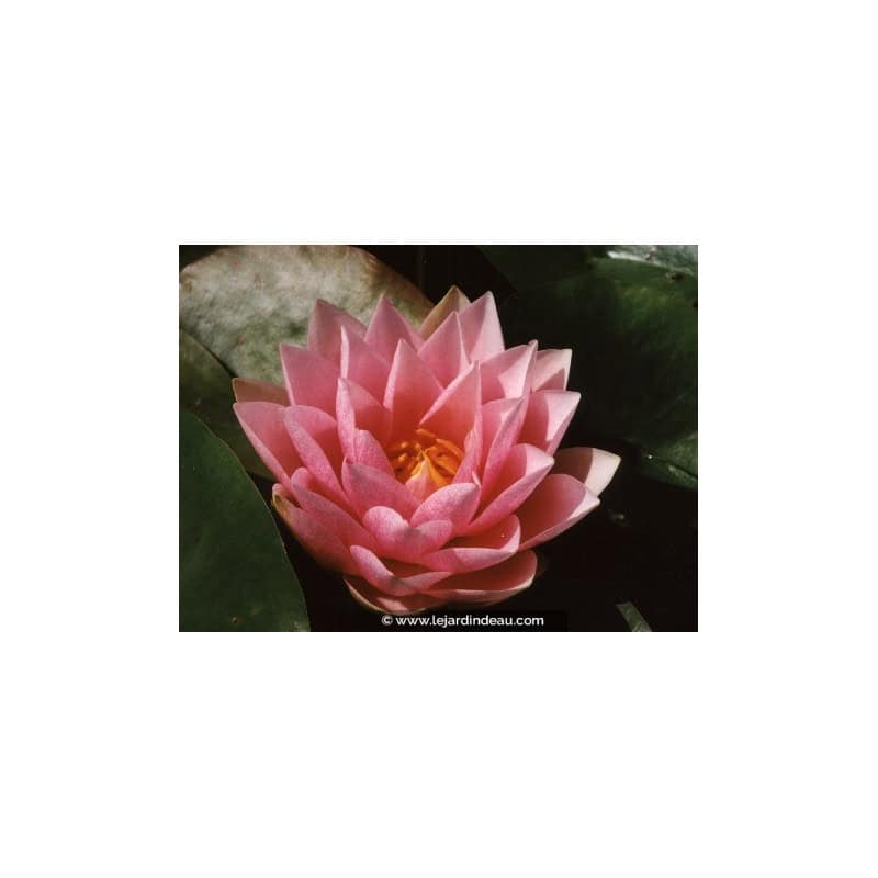 NYMPHAEA 'Madame Wilfron Gonnere' NYMPHAEA 'Madame Wilfron Gonnere'
