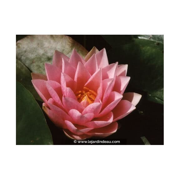 NYMPHAEA 'Madame Wilfron Gonnere'
