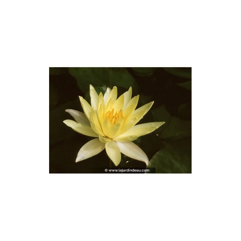 NYMPHAEA 'Odorata Sulphurea' NYMPHAEA 'Odorata Sulphurea'