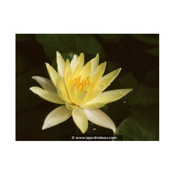 NYMPHAEA 'Odorata Sulphurea'