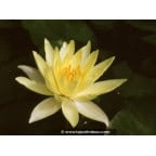 NYMPHAEA 'Odorata Sulphurea' NYMPHAEA 'Odorata Sulphurea'