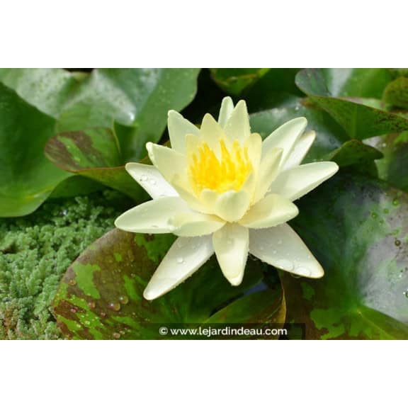 NYMPHAEA 'Marliacea Chromatella'