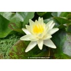 NYMPHAEA 'Marliacea Chromatella' NYMPHAEA 'Marliacea Chromatella'