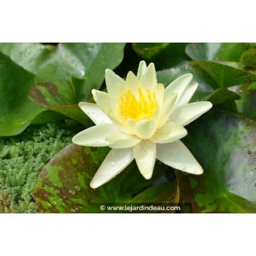 NYMPHAEA \'Marliacea Chromatella\' - Nénuphar