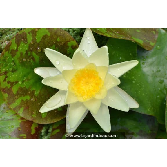 NYMPHAEA 'Marliacea Chromatella'