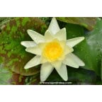 NYMPHAEA 'Marliacea Chromatella' NYMPHAEA 'Marliacea Chromatella'