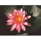 NYMPHAEA 'Princess Elisabeth' NYMPHAEA 'Princess Elisabeth'