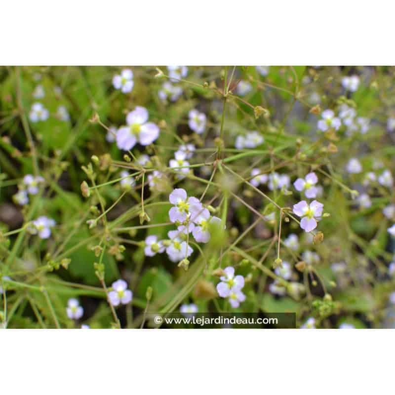 ALISMA plantago-aquatica ALISMA plantago-aquatica