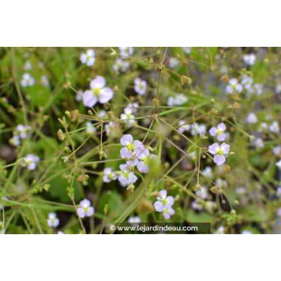 ALISMA plantago-aquatica