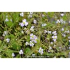 ALISMA plantago-aquatica ALISMA plantago-aquatica