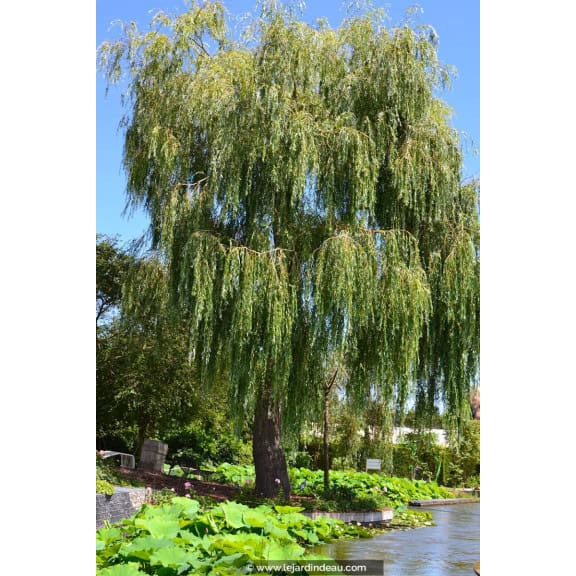 Salix alba 'Tristis'
