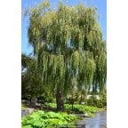Salix alba 'Tristis' Salix alba 'Tristis'