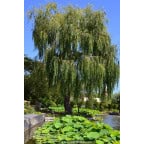 Salix alba 'Tristis' Salix alba 'Tristis'