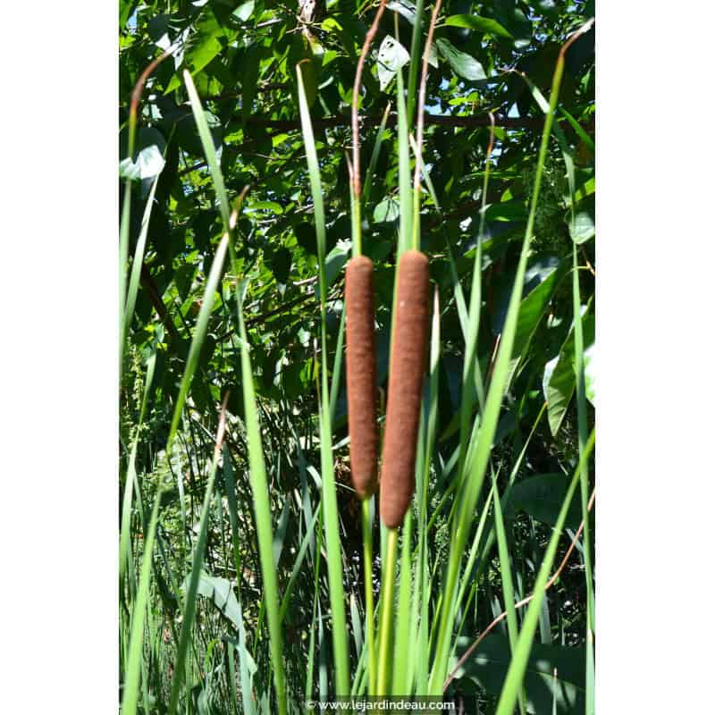 TYPHA laxmannii TYPHA laxmannii