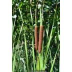 TYPHA laxmannii TYPHA laxmannii