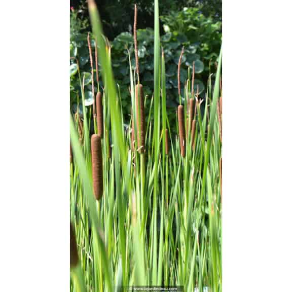 TYPHA laxmannii