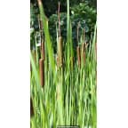 TYPHA laxmannii TYPHA laxmannii
