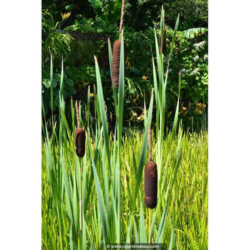 TYPHA latifolia TYPHA latifolia