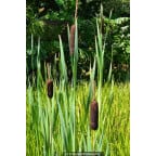 TYPHA latifolia TYPHA latifolia