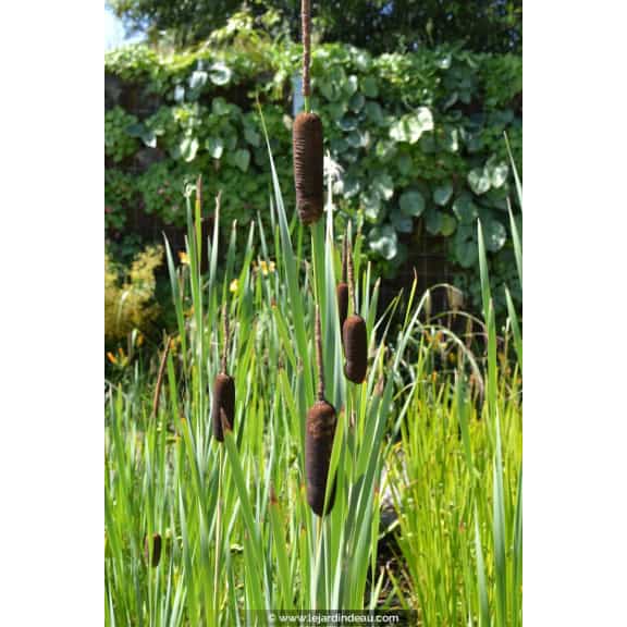 TYPHA latifolia