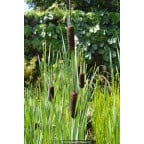 TYPHA latifolia TYPHA latifolia