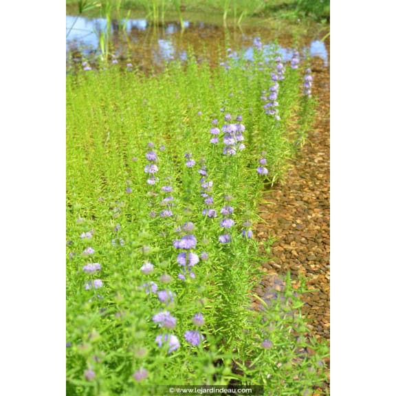MENTHA cervina