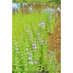 MENTHA cervina MENTHA cervina