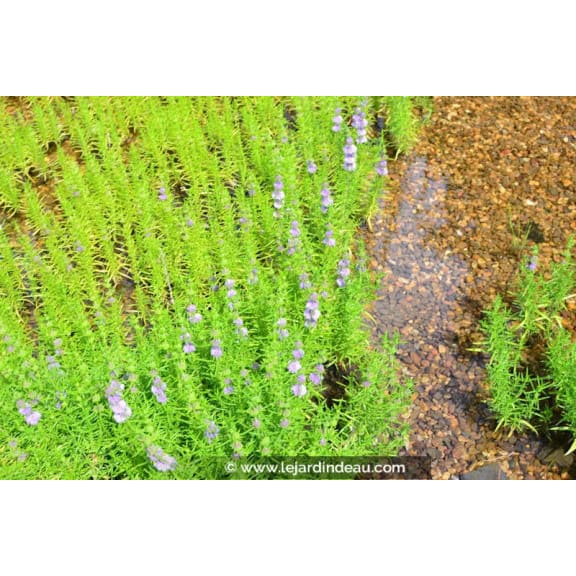 MENTHA cervina